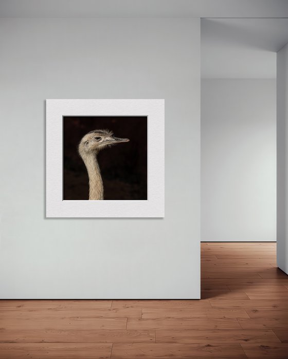 Ostrich portrai