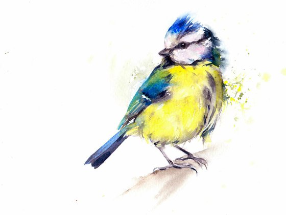 Blue Tit