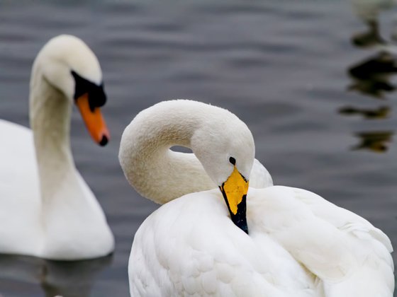 Birds - Whooper and Mute Swans at Welney Wetlands, Cambridgeshire, UK