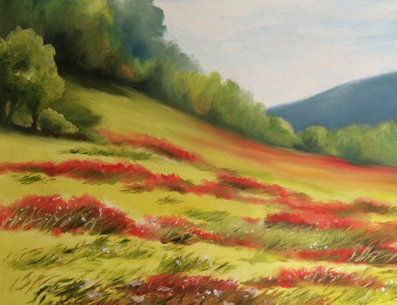 Poppy field