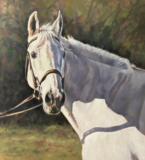 Autumn Glow - Grey Horse