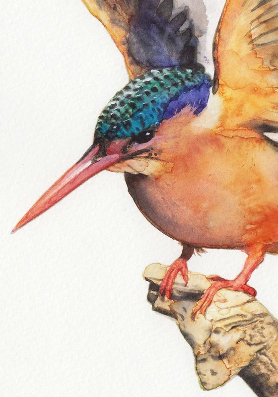 BIRD CLXXI - Kingfisher
