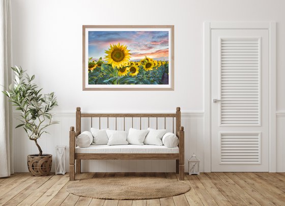 Sunflower Sundown