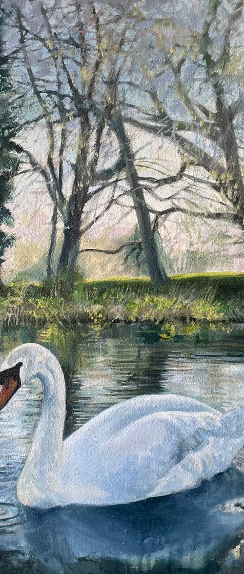Spring Swan on the Canal by Hannah  Bruce
