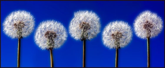 Seed Heads