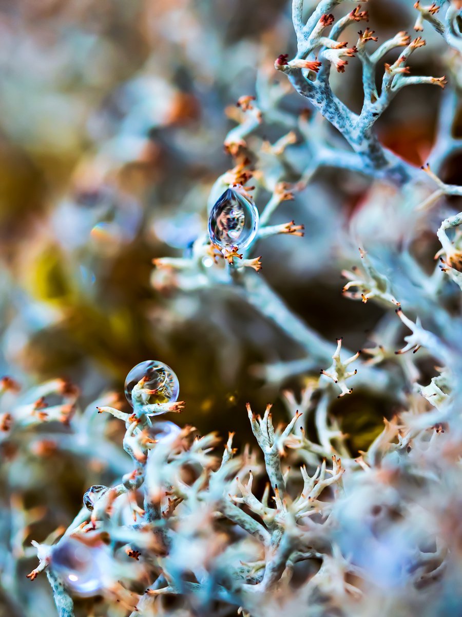 The Horus Eye - macro photography of drops in lichens, limited edition print, Alien collec... by Inna Etuvgi