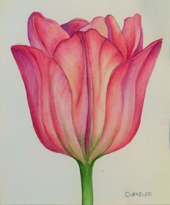 Pink Tulip