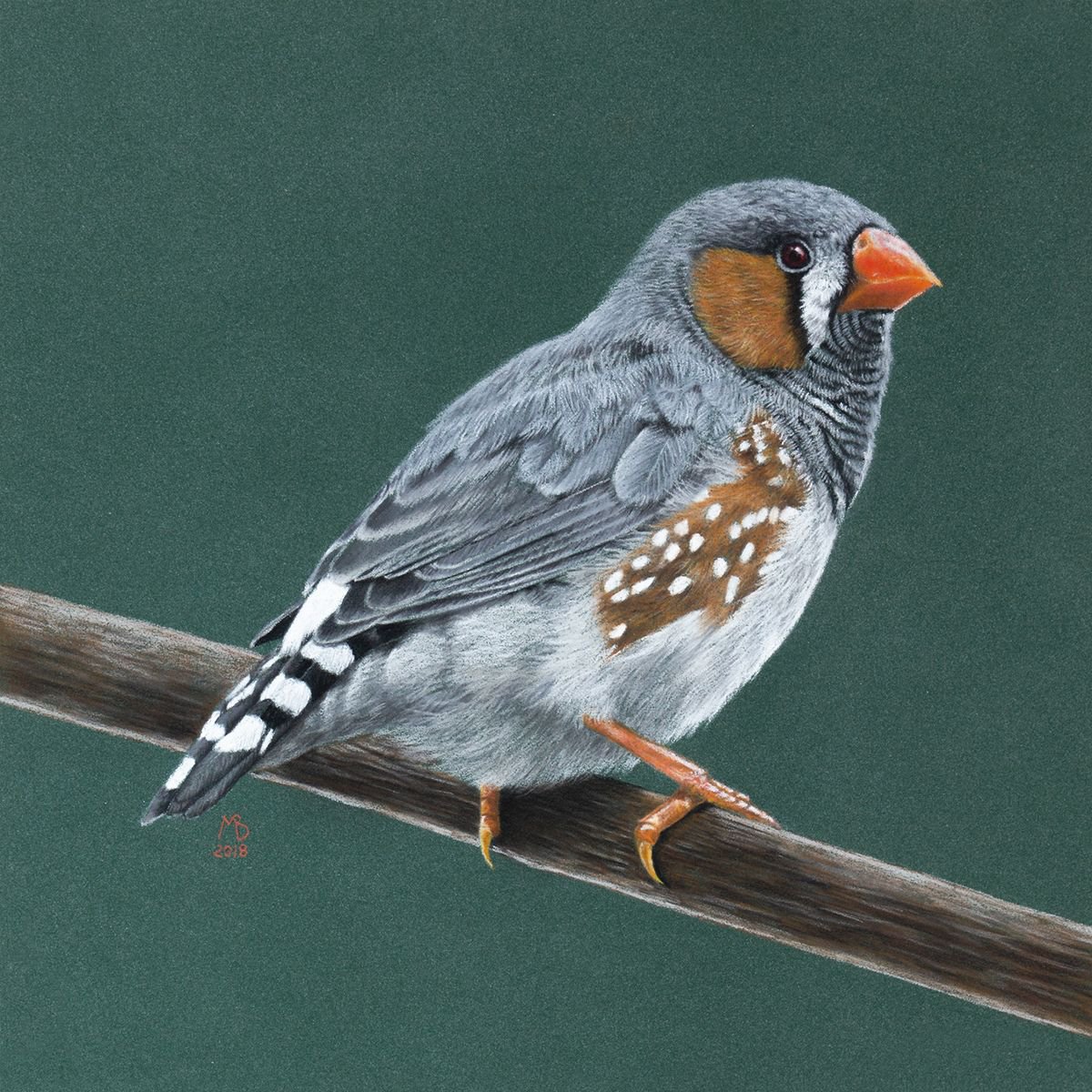 Original pastel drawing "Zebra finch" Artfinder