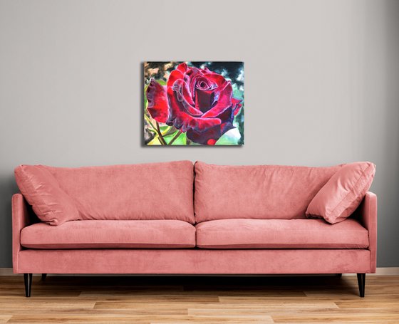 Burgundy Rose in Bloom