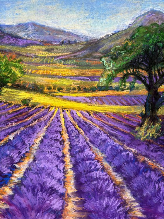 Lavender Fields