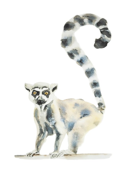 Madagscar ring tailed lemur watercolor illustration