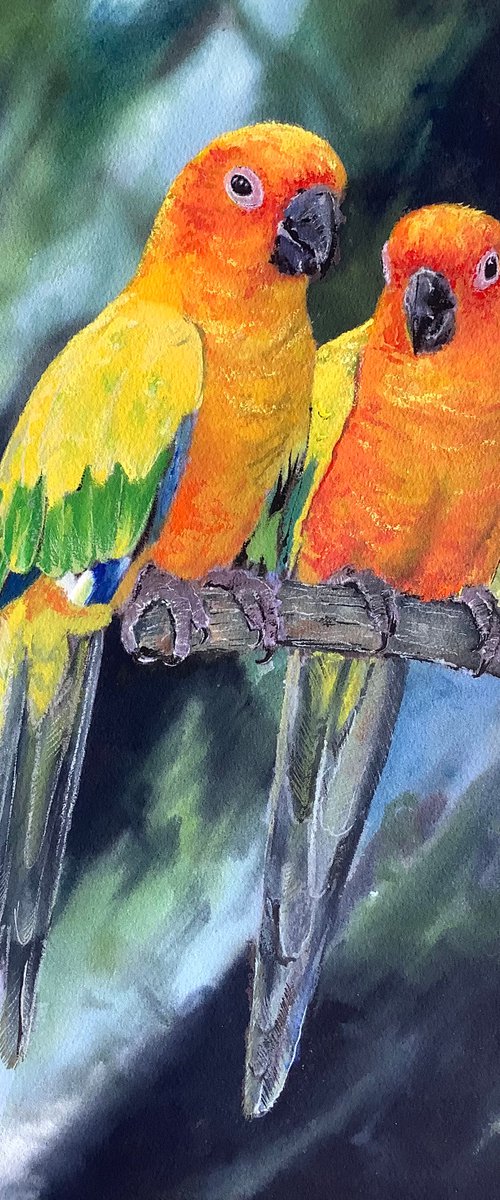 sun parakeet by Darren Carey