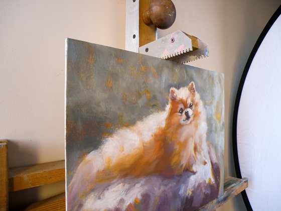 Portrait of a pomeranian