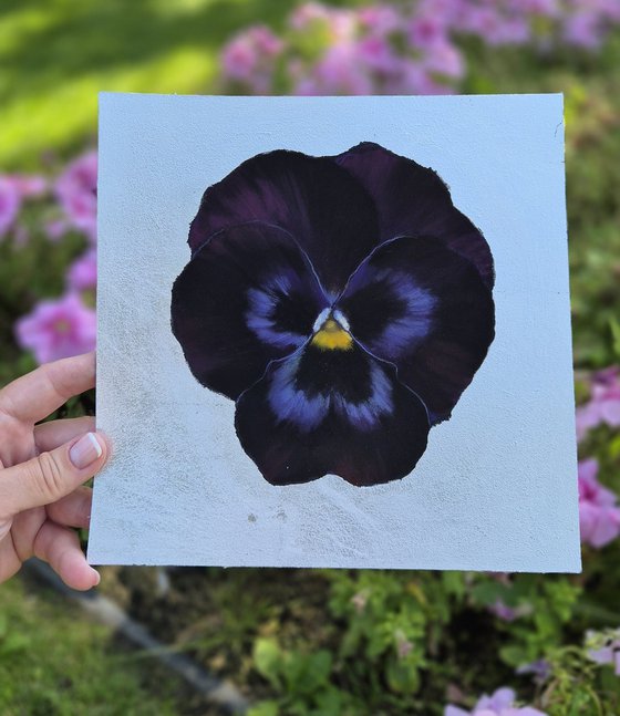 Pansy #13