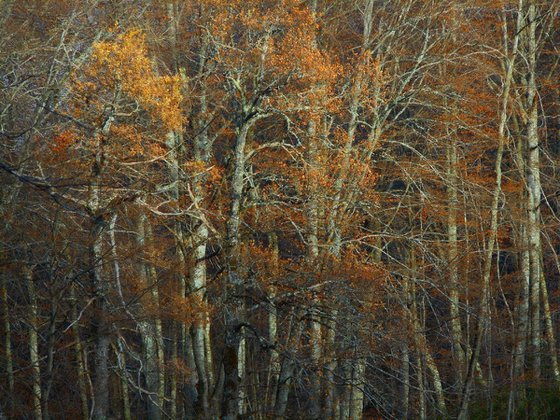 Sur un arbre perché........................