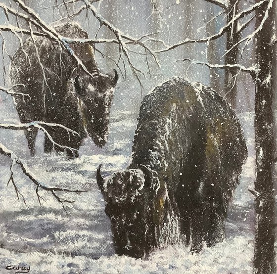 Buffaloes in Yellowstone