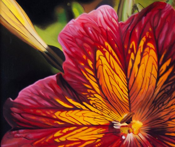 Salpiglossis