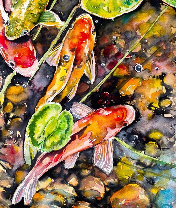 Koi fish