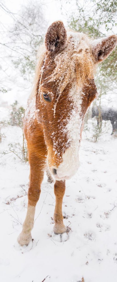 SNOW HORSES 4. by Andrew Lever