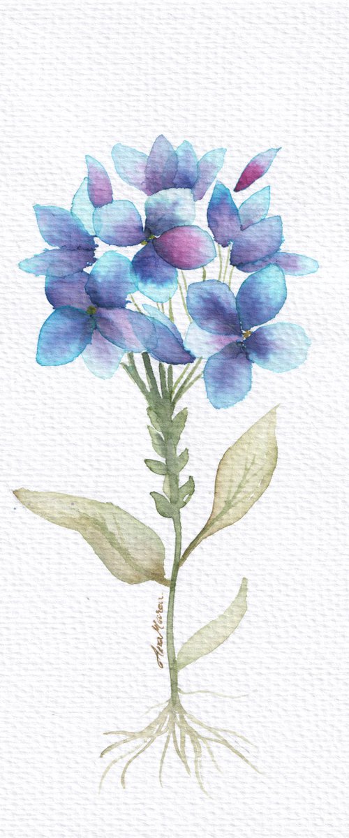 Blue Flower by Anamaria