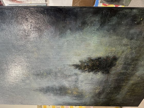 A young, lonely spruce tree