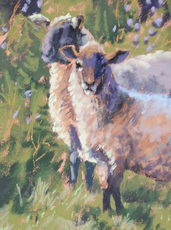 Sheep and Flowers