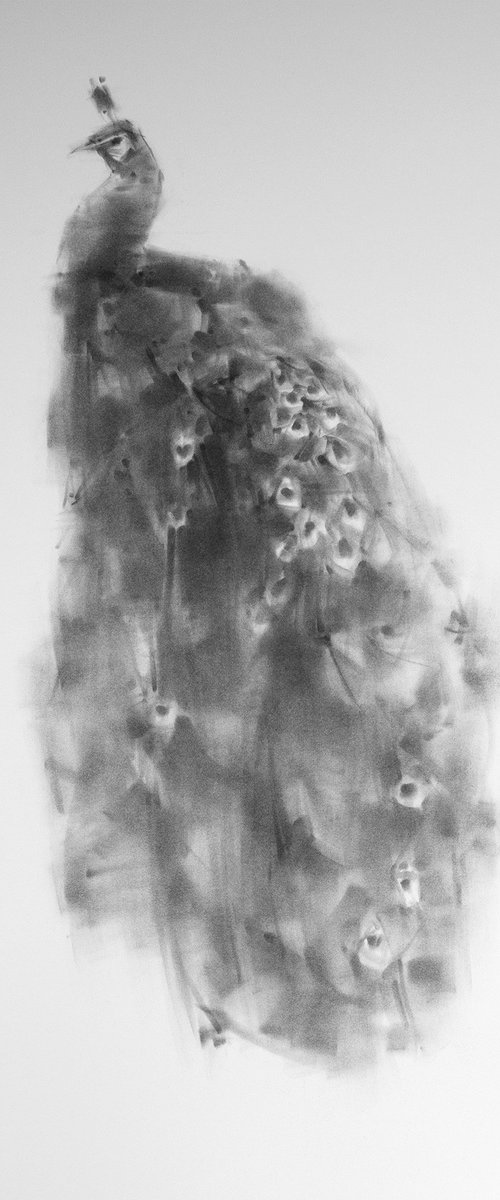 Peacock 2021 02 by Tianyin Wang
