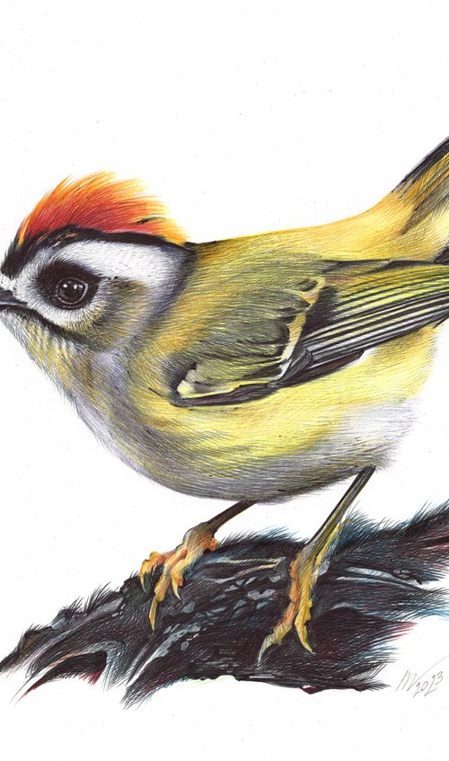Common Firecrest by Daria Maier