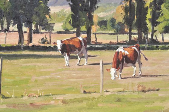 September 17, Saint Vincent, cows in a meadow