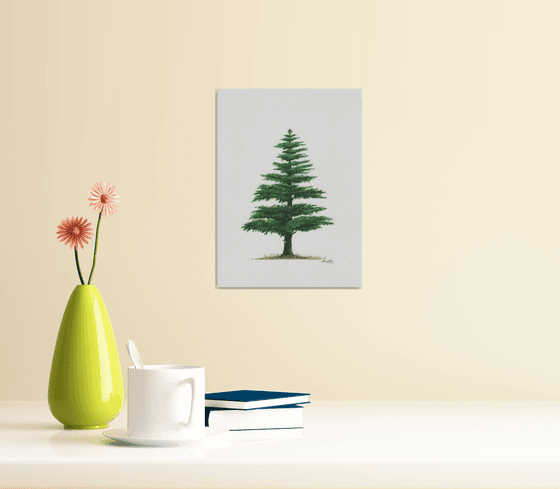 Himalayan Cedar Tree