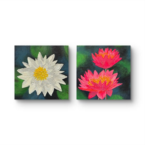 Mini Waterlilies