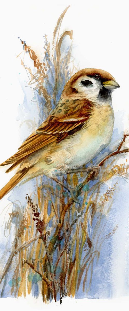 Tree sparrow, european bird by Karolina Kijak