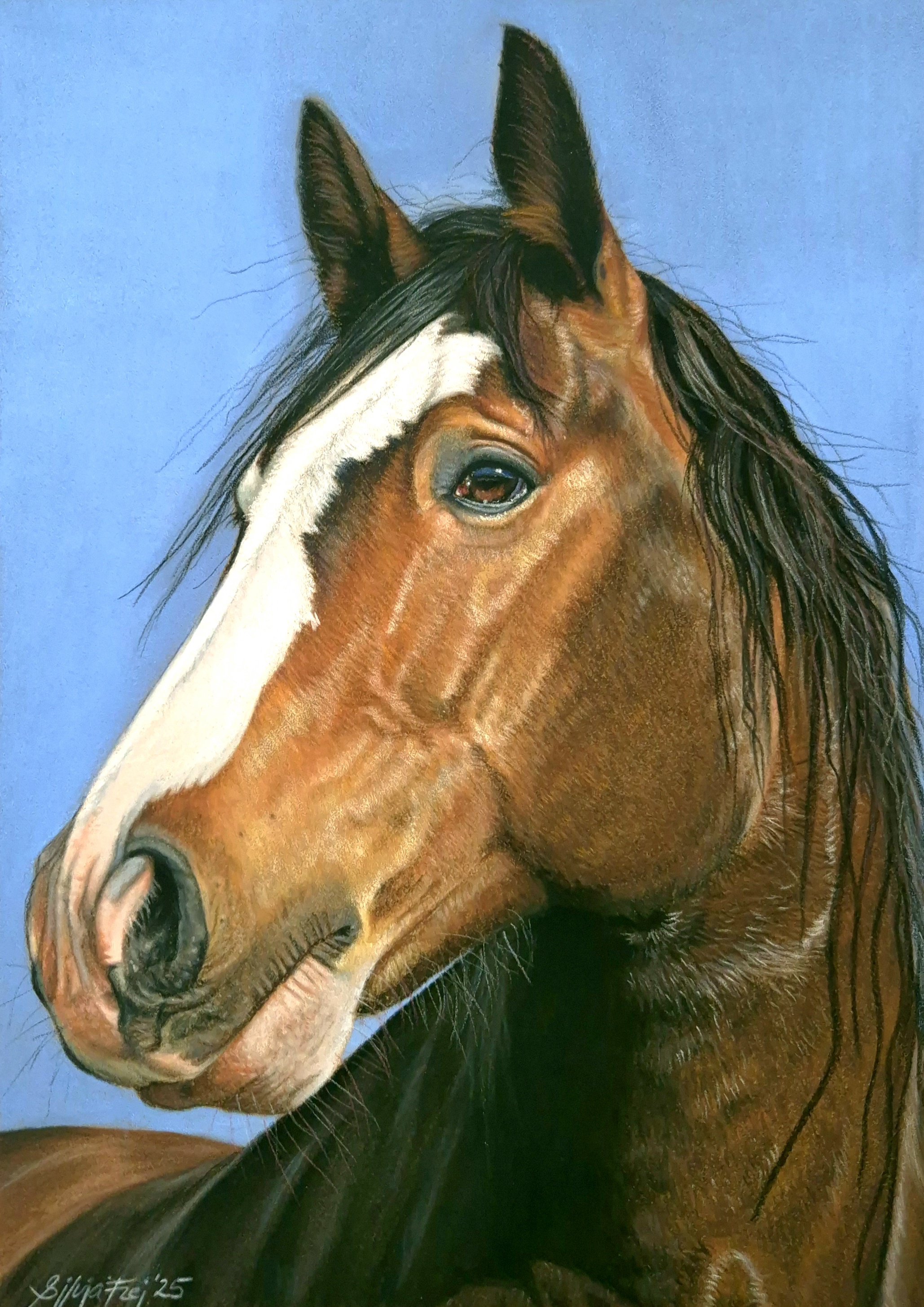 Photorealistic Animal Pastel Drawing By Silvia Frei, 12 X 16", Wild Horse, Original Artwork