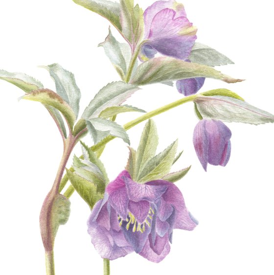 Winter Rose, Hellebore