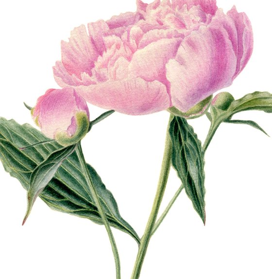 Pink Peony