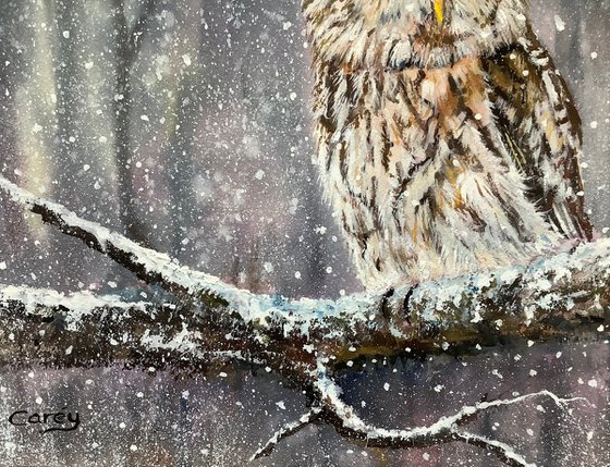 Winter scene, Tawny Owl