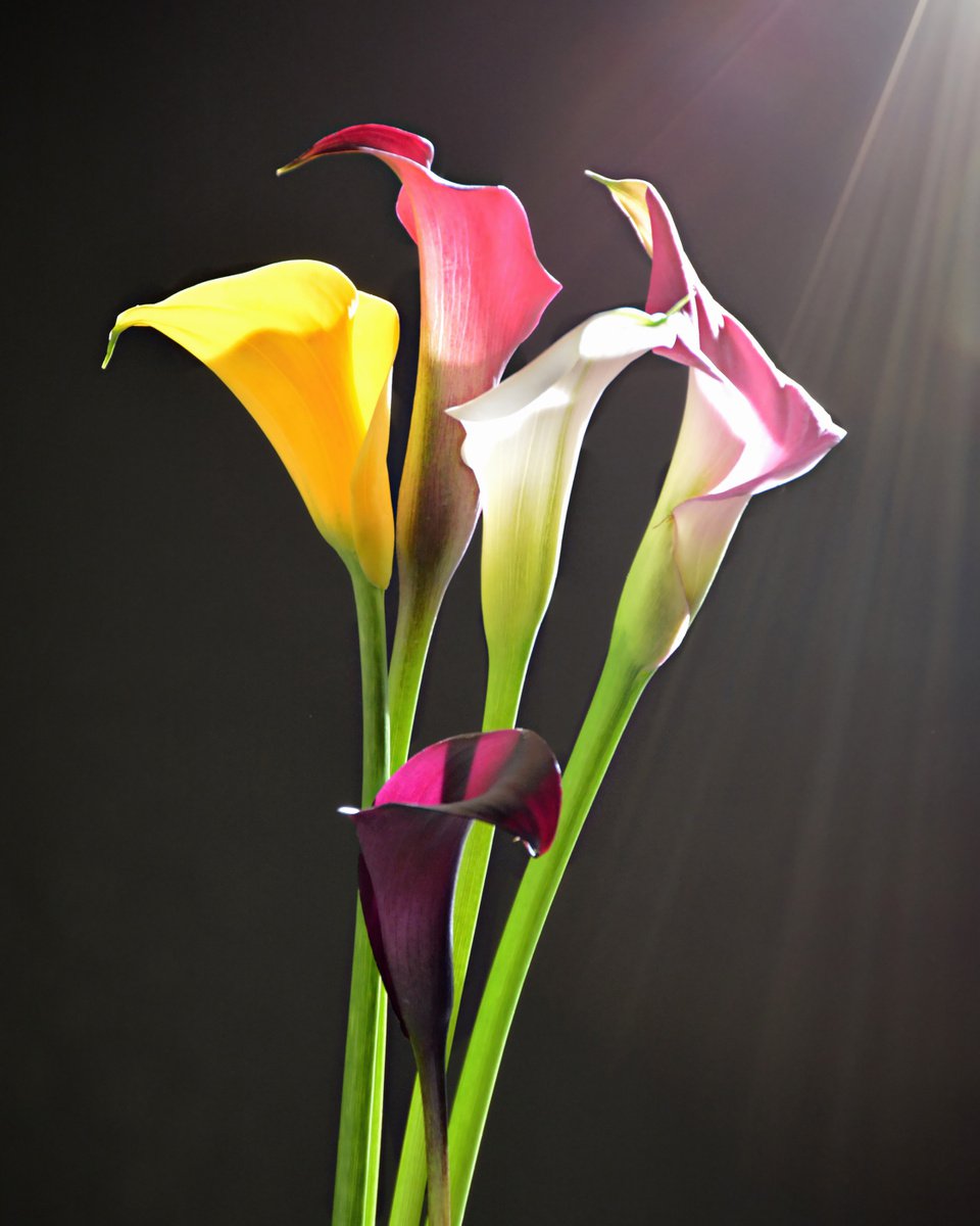 Photorealistic Botanical Photograph By Emily Kent, 17 X 21, Morning Calla Lillies, Original Artwork