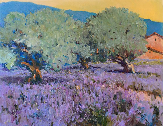 Lavender and Olive Trees