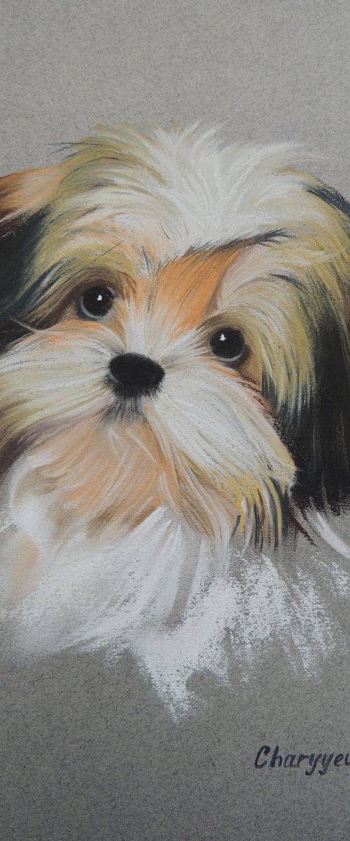 Cute dog by Kakajan Charyyev