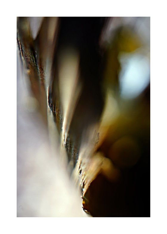 Macro Abstract Nature Photography 239 (LIMITED EDITION OF 15)