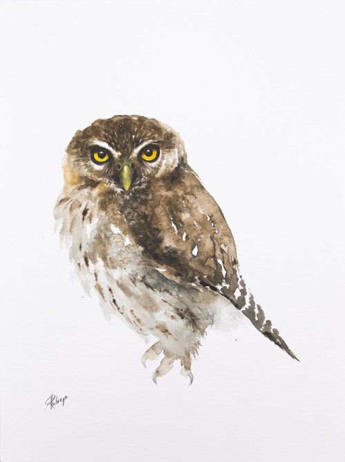 Eurasian Pygmy-Owl (Glaucidium passerinum) by Andrzej Rabiega