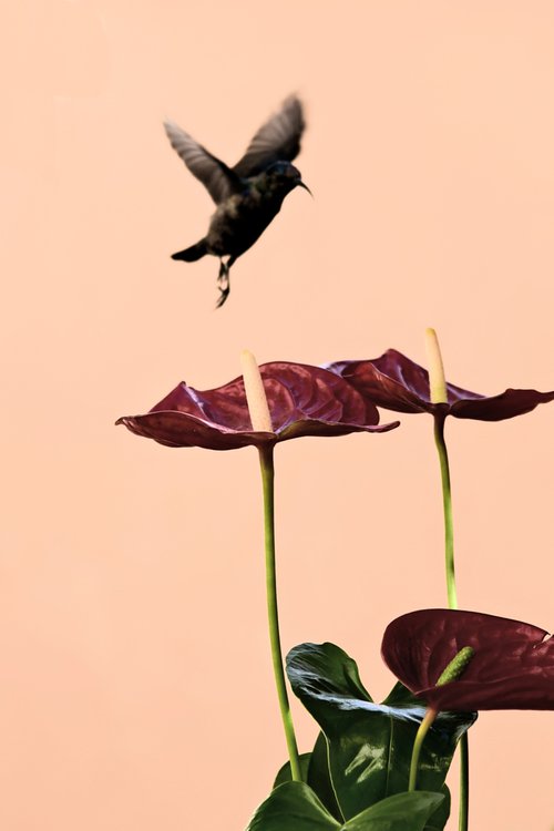 Palestine sunbird by Elena Zapassky