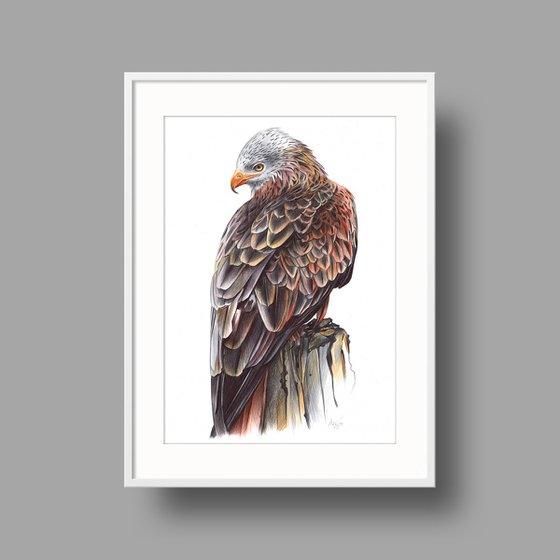 Red Kite