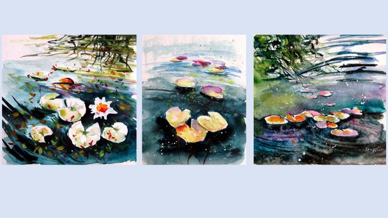Water lilies collection