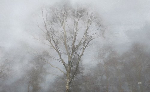 Birch Mist by Simon Antony Wilson