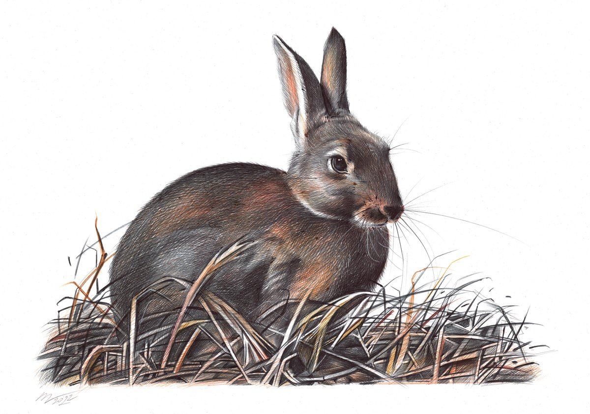 Photorealistic Animal Drawing By Daria Maier, 13 X 9, European Rabbit, Original Artwork