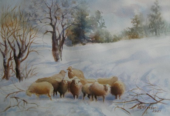 Lost Sheep