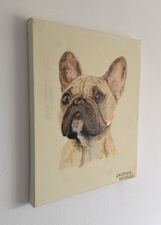 French Bulldog