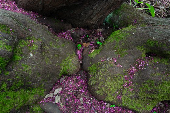Roots & Petals — Rome Botanical Garden