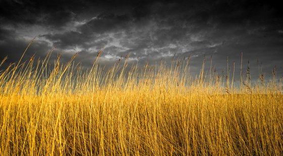 Autumn Rushes - Loch Vaa Scotland